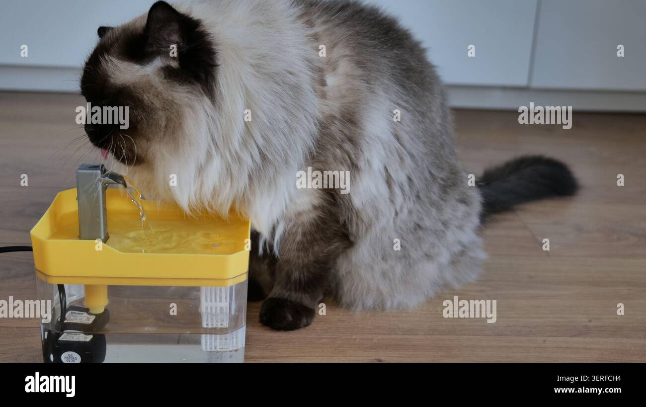 Ragdoll Cat Trinkwasser aus einem Tierbrunnen Stockfoto
