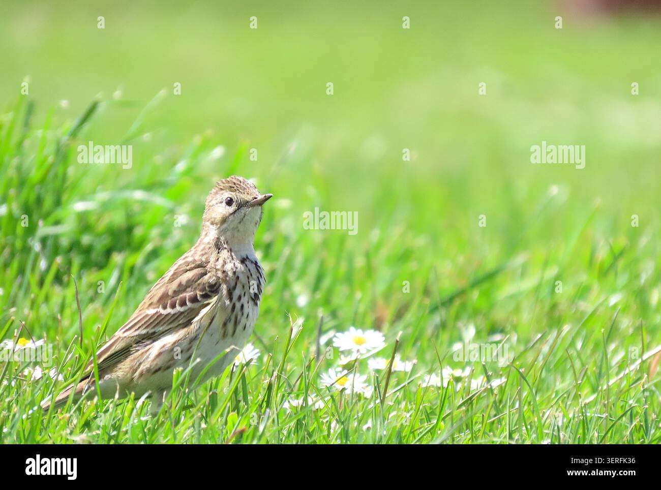 Kleiner brauner Vogel, der wachsam auf einer üppig grünen Graswiese mit sanftem Sonnenlicht steht Stockfoto