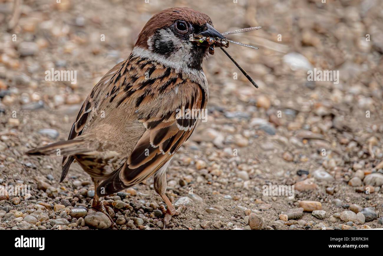 Kleiner Spatzen, der Insekten auf felsigem Boden bei Tageslicht hält Stockfoto