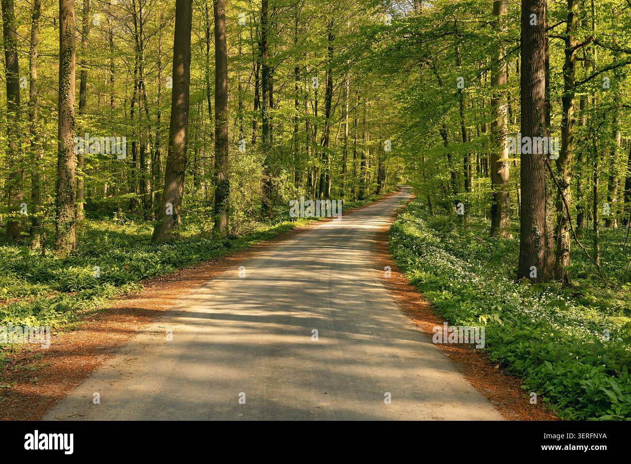 Eine friedliche Waldstraße schlängelt sich durch lebendige grüne Bäume, die von warmem Sonnenlicht beleuchtet werden und eine ruhige und erfrischende natürliche Atmosphäre schaffen Stockfoto