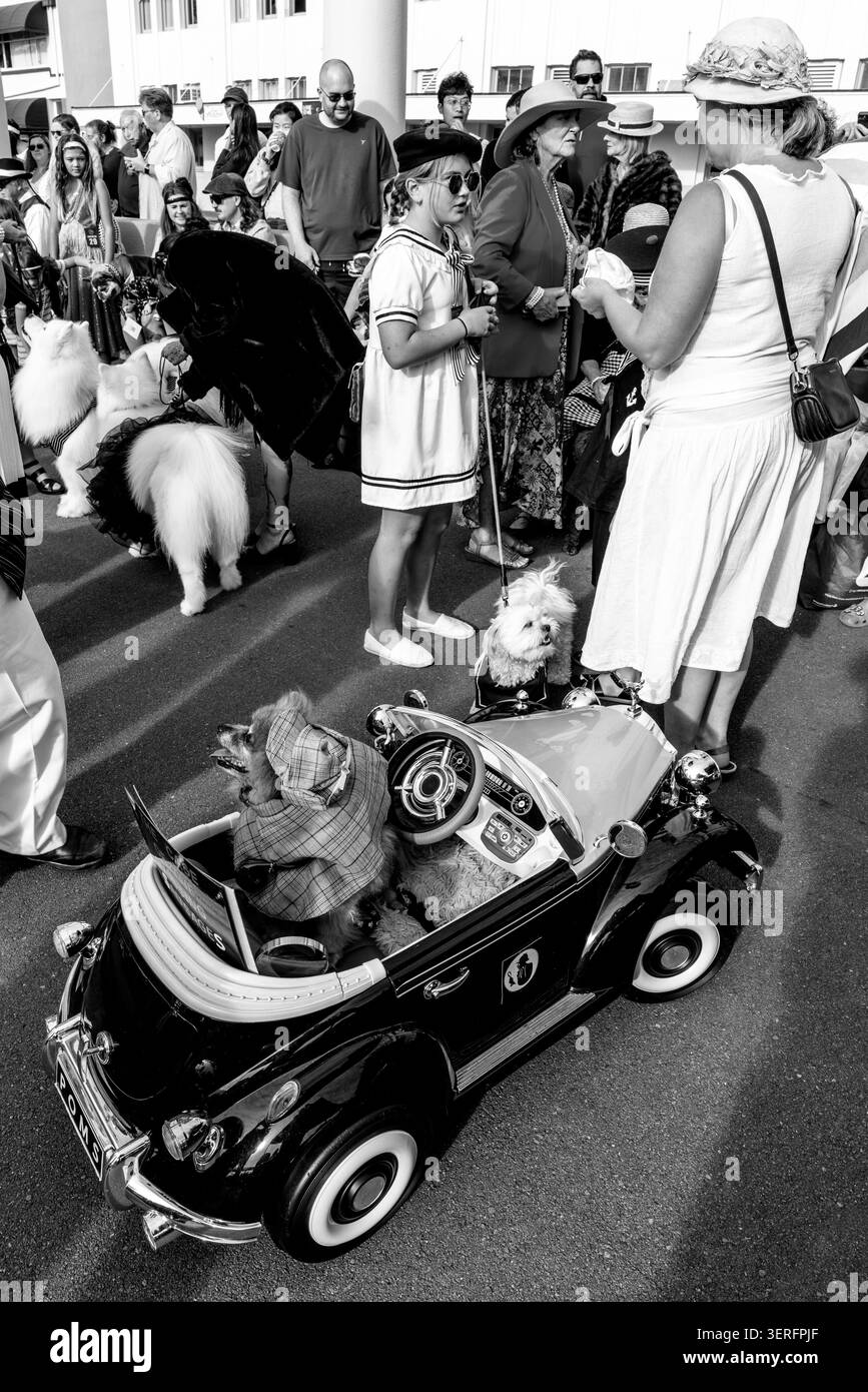 Hunde in Fancy Dress nehmen an der jährlichen Deco Dog Parade, dem Napier Art Deco Festival, Napier, Hawke's Bay, Neuseeland Teil Stockfoto