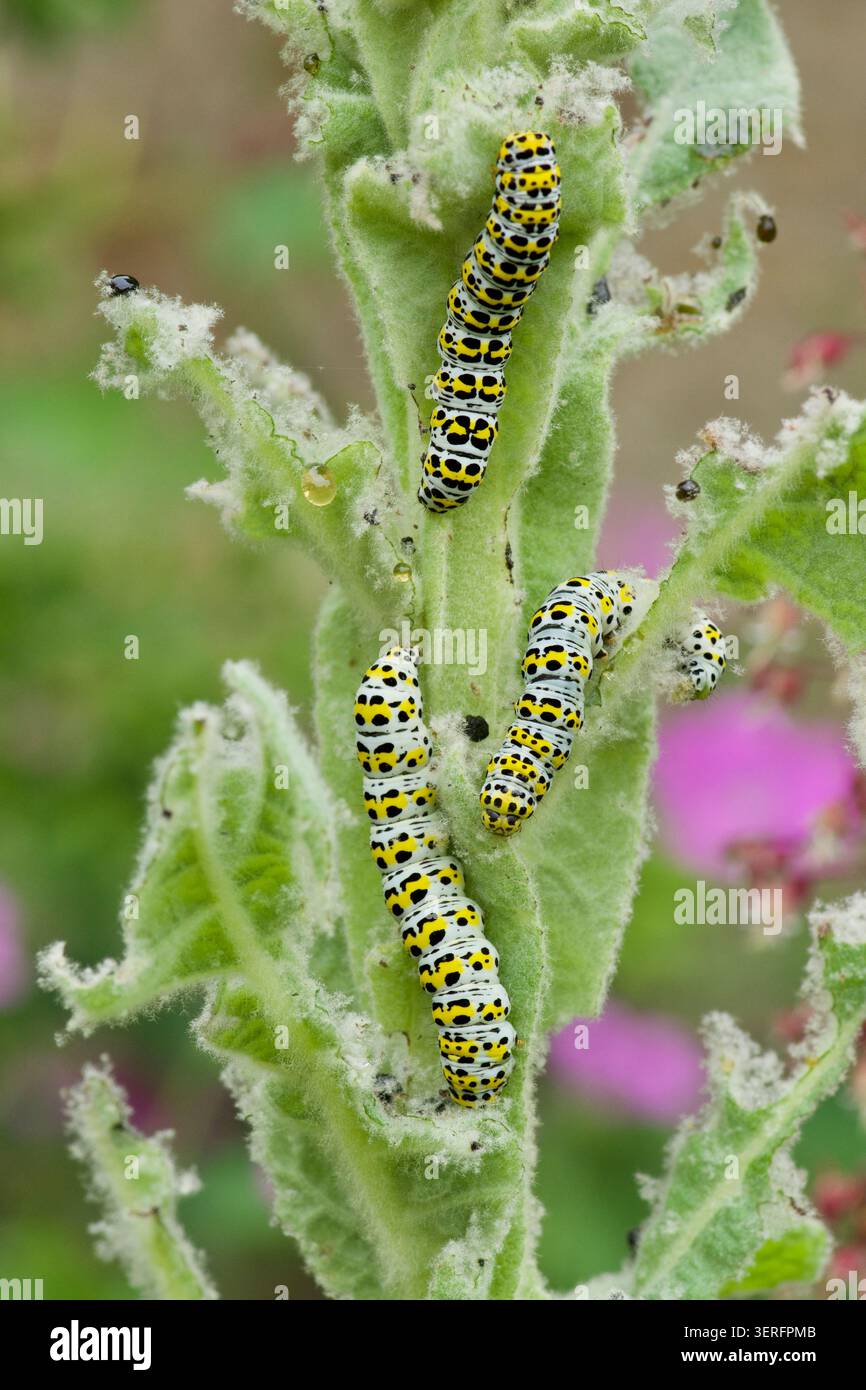 Katerplillare, Cucullia verbasci, drei essende Blumenspitzen von Großkühe, Verbascum thapsus, wilder Garten auf wilder Pflanze Stockfoto