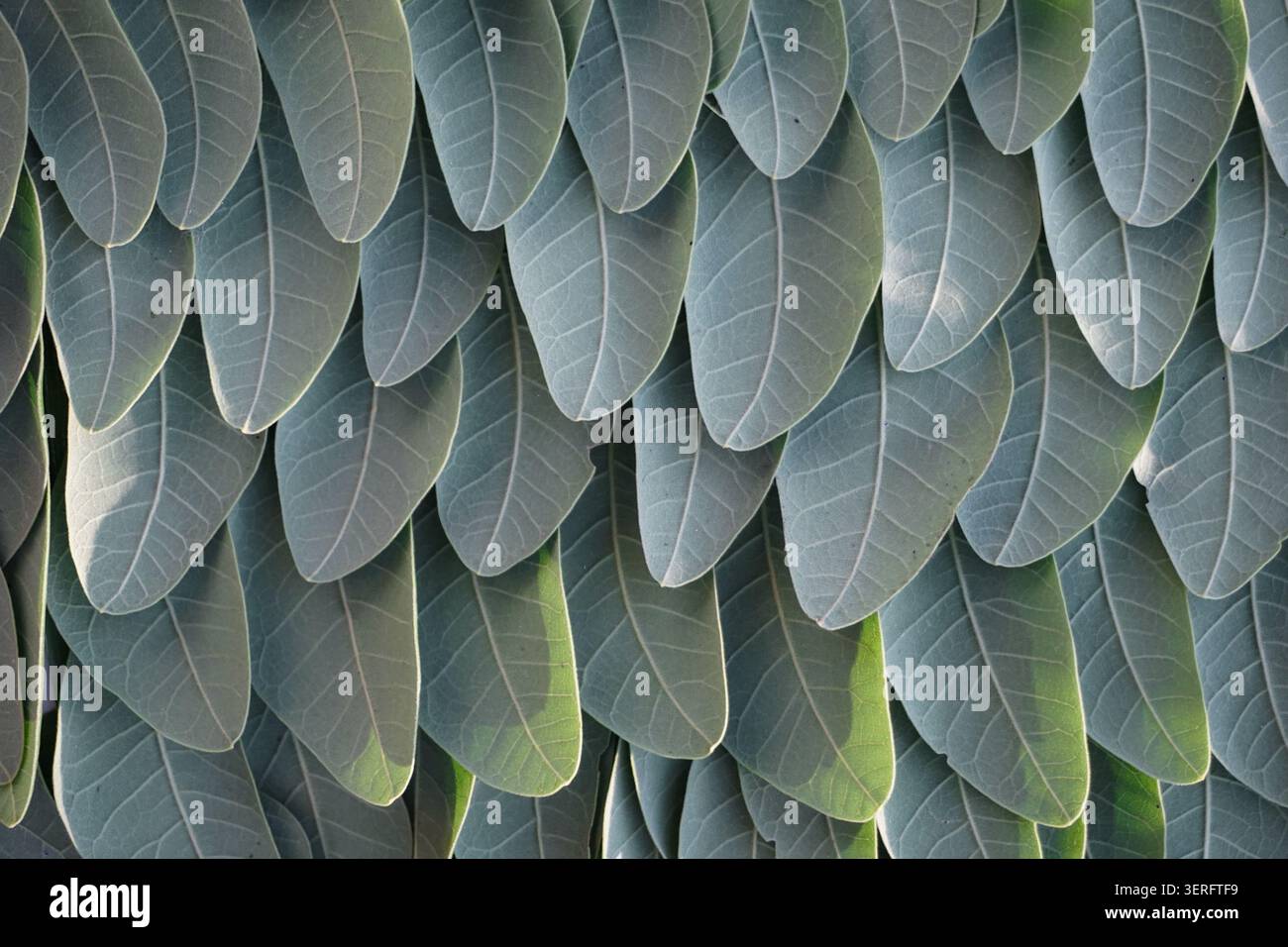 Symmetrisches Muster überlappender grüner Blätter Stockfoto
