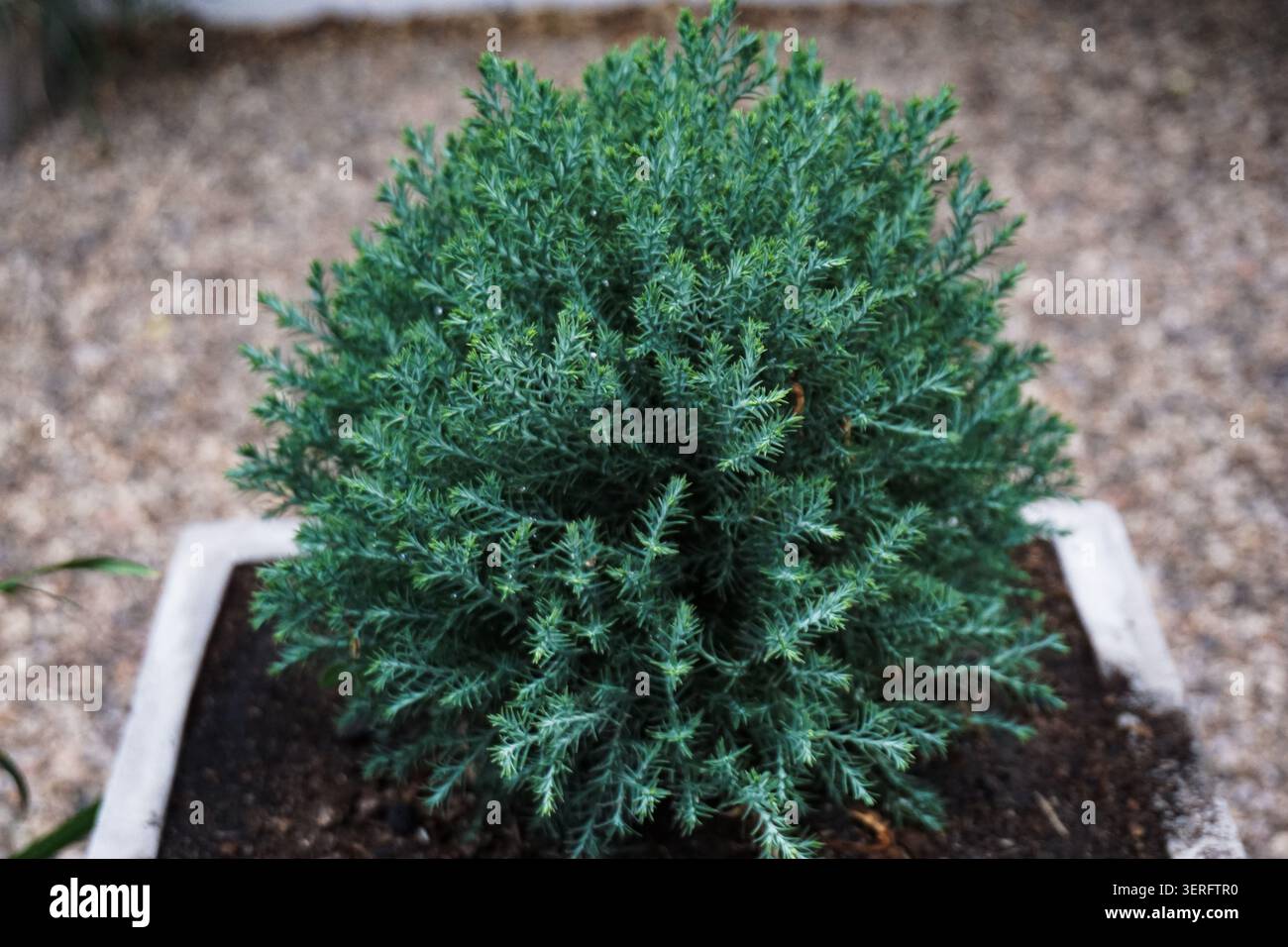 Üppig grüner Konifer im Topf in einem minimalistischen Pflanzgefäß Stockfoto