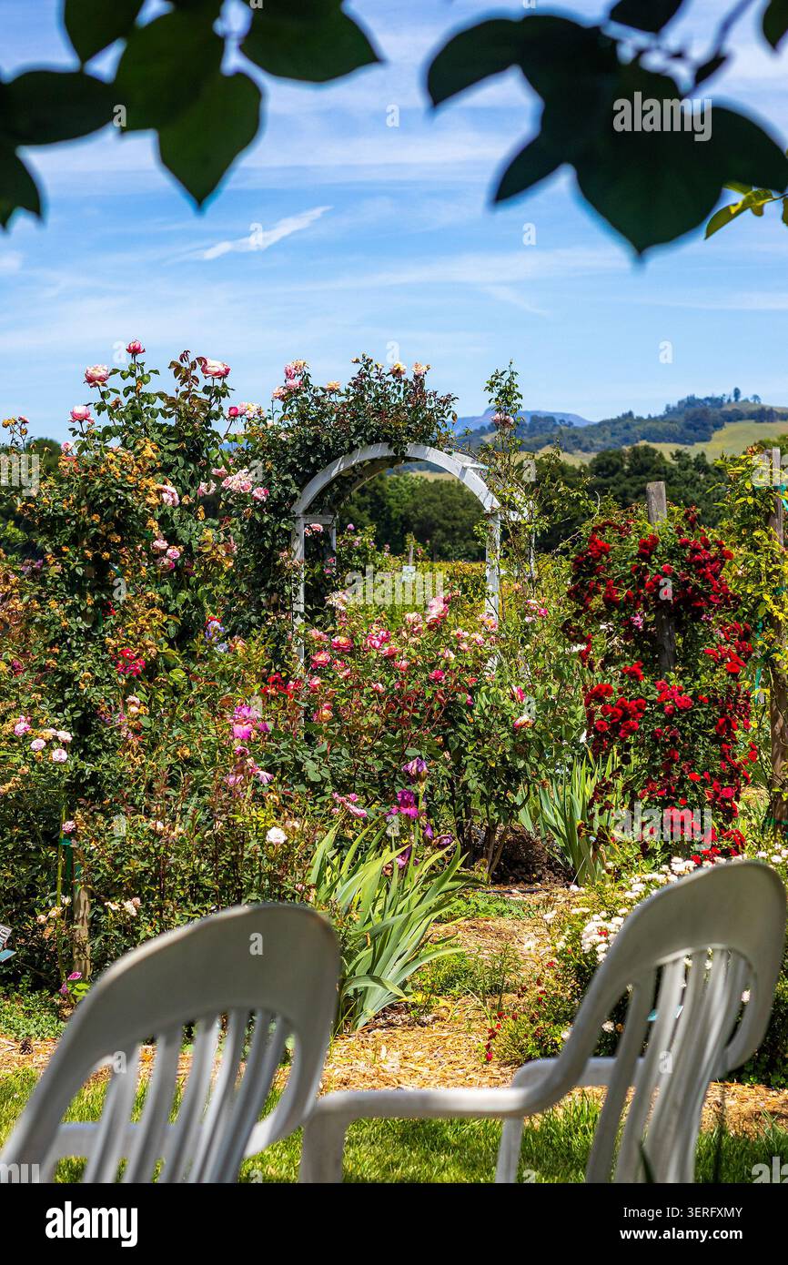 Weiße Holzlaube oder Pergola bedeckt mit Kletterrosen, Garten im Landhausstil, Cottagecore-Ästhetik mit weißen Gartenstühlen Stockfoto
