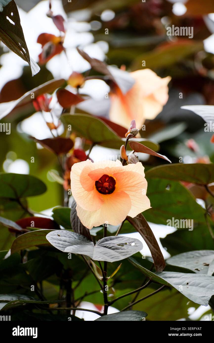 Nahaufnahme einer blühenden Hibiskus- oder Hibiscus tiliaceus-Blüte mit Pfirsichblättern und einem dunklen Zentrum im Park Stockfoto