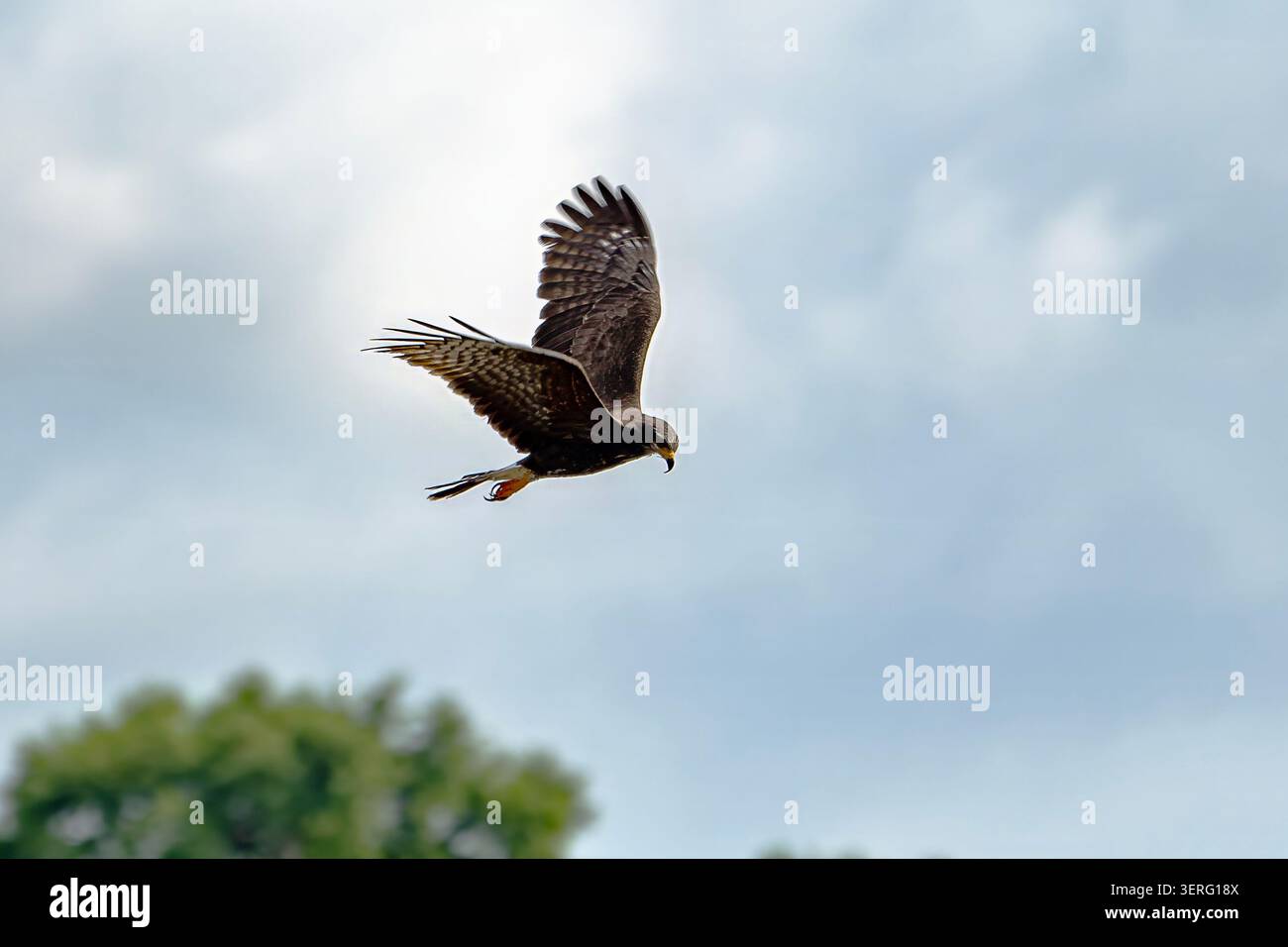 Schneckenkite im Flug unter einem bewölkten Himmel, Florida Stockfoto