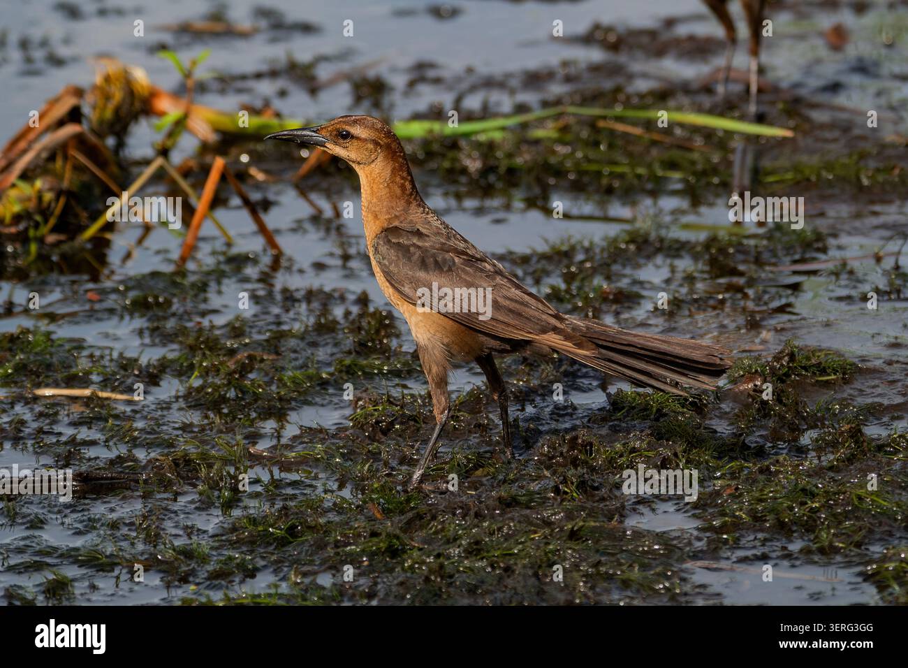 Weibliches Boot-Tail-Grackle auf der Suche nach einer Muddy Wetland Bank, Florida Stockfoto