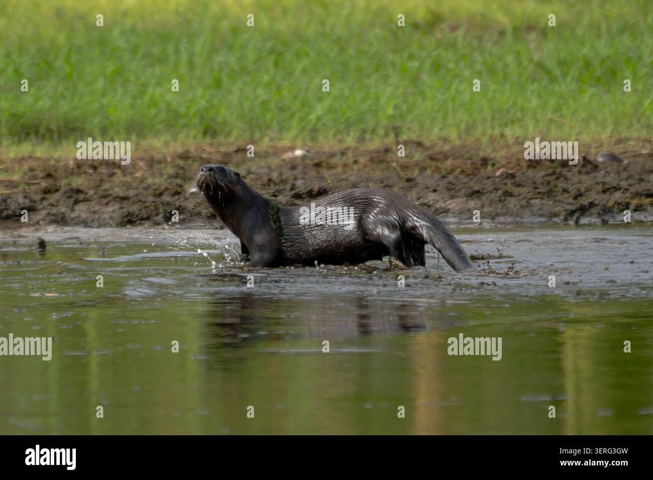 North American River Otter, Der Durch Schlammige Untiefen Weht, Florida Wetland Wildlife Stockfoto