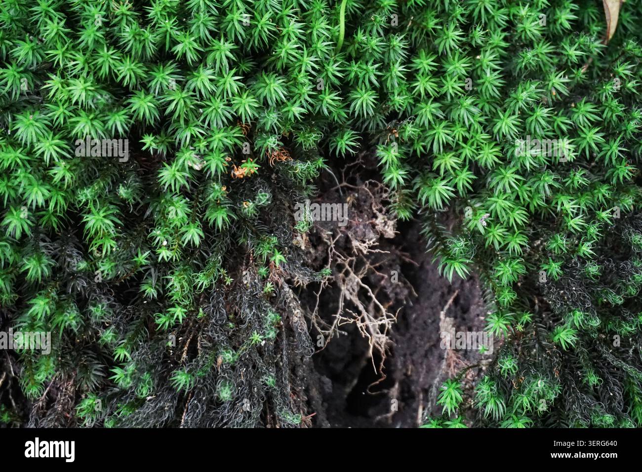Lebendiger Sternmoosteppich wächst über dem Boden und den Wurzeln des dunklen Waldes Stockfoto