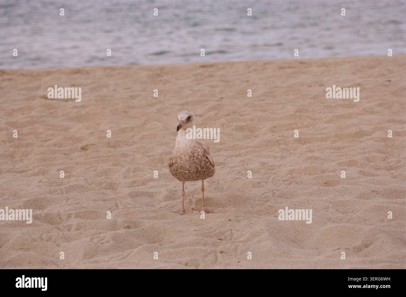 Eine junge Möwe mit braunem und weißem Gefieder steht allein an einem Sandstrand mit Blick auf das ruhige Meer in einer friedlichen Küstenlandschaft. Stockfoto