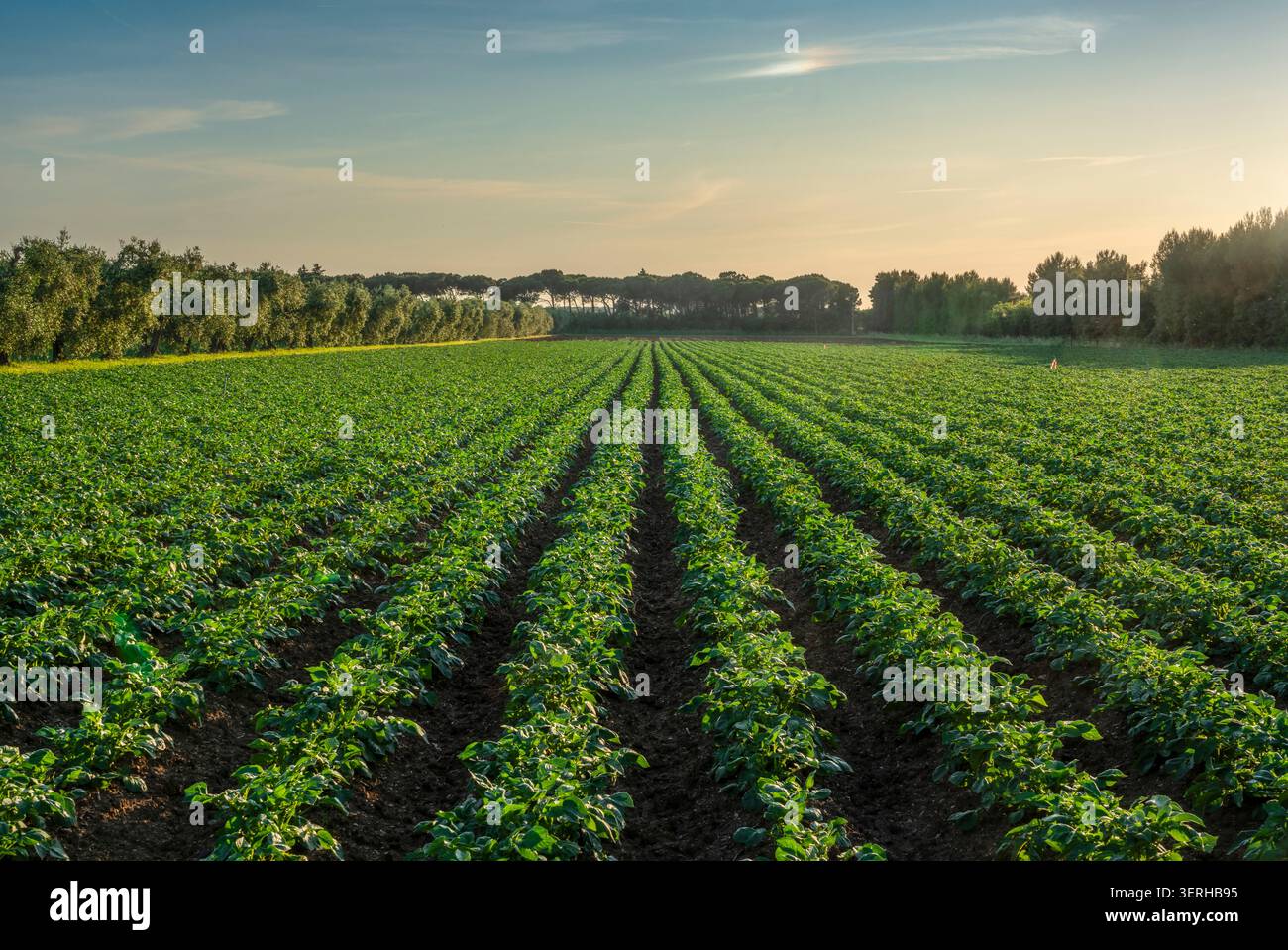 Malerische Aussicht auf grüne Reihen von Kartoffeln, die in der fruchtbaren ländlichen Landschaft von Bolgheri wachsen. Alta Maremma, Provinz Livorno, Toskana, Italien Stockfoto