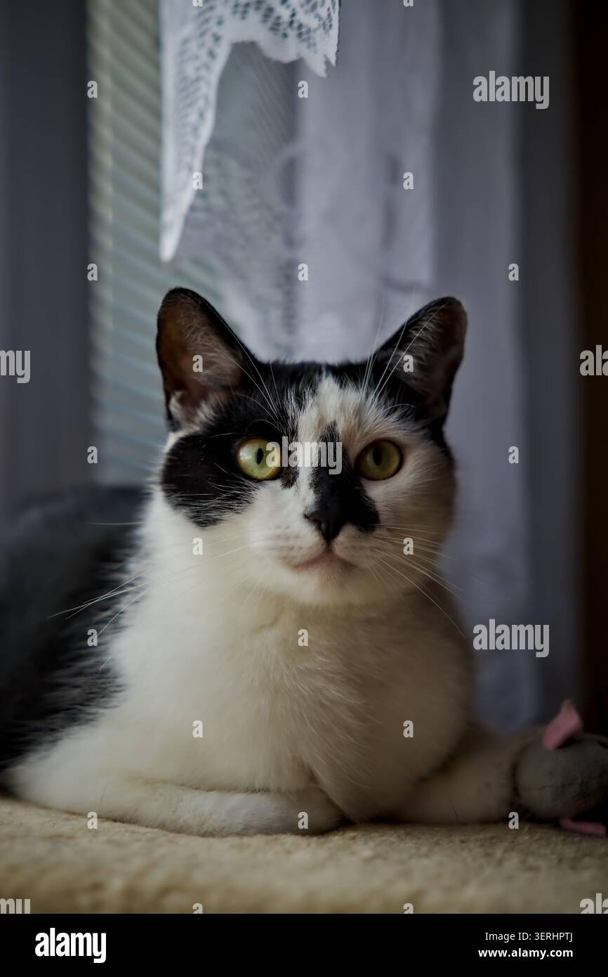 Ein direkter Kopfschuss einer schwarz-weißen Smoking-Katze mit bezaubernden grünen Augen, die drinnen unter einem zarten Spitzenvorhang in weiß sitzt. Stockfoto