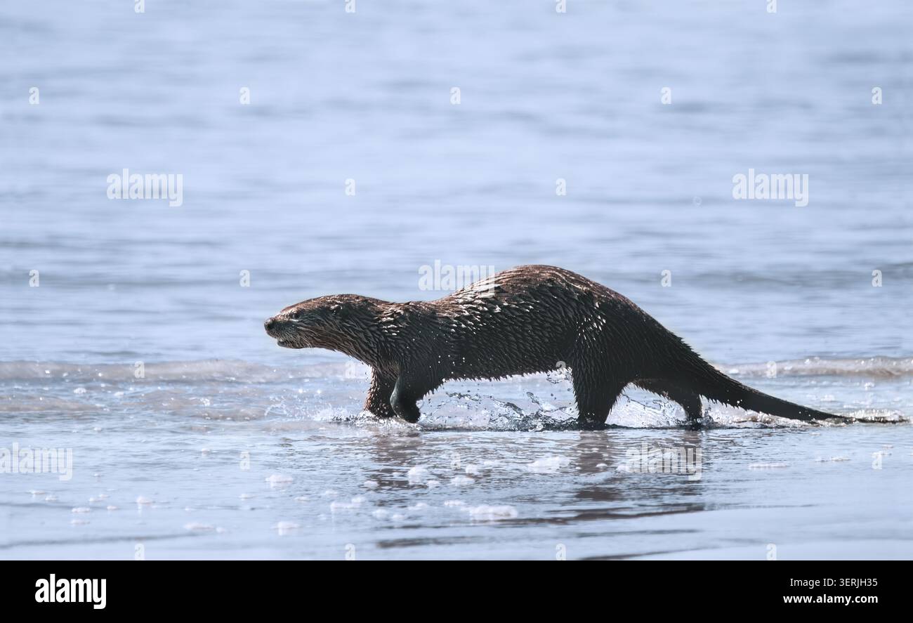 Ein nordamerikanischer Flussotter (Lontra canadensis) läuft in den Pazifischen Ozean auf Vancouver Island, weich pastellfarben, Kopierraum, horizontal Stockfoto