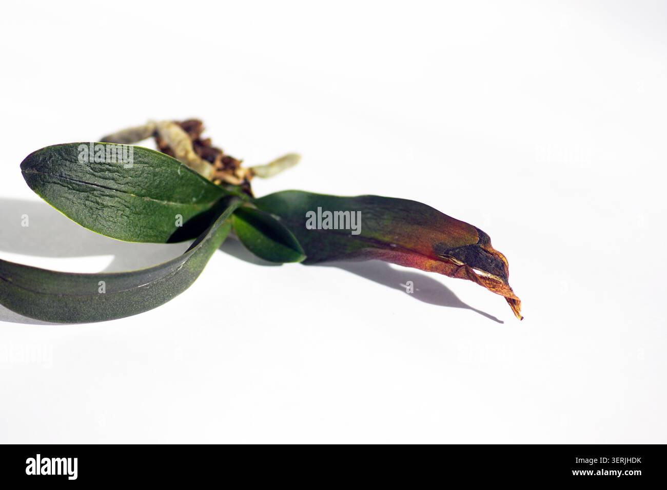 Isolierte Phalaenopsis-Orchidee zeigt gesundes dunkelgrünes Laub und Blatt mit nekrotischer Spitze. Erfasst Symptomerkennung und Pflanzpathologie-Details. Stockfoto