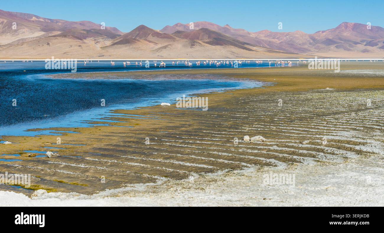 Flamingos in der Huasco-Salzebene in Pica im Norden Chiles. Stockfoto