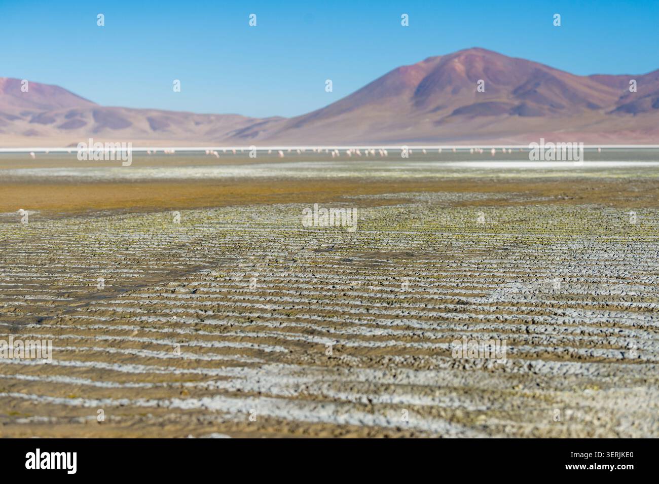 Flamingos in der Huasco-Salzebene in Pica im Norden Chiles. Stockfoto