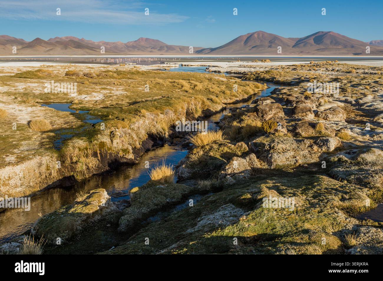 Flamingos in der Huasco-Salzebene in Pica im Norden Chiles. Stockfoto