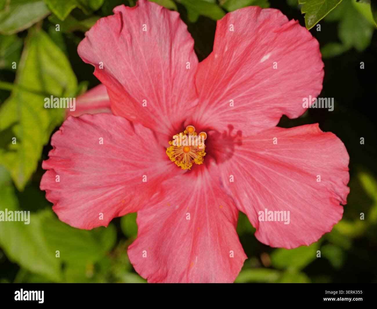 Rosafarbene Hibiskusblüte in Nahaufnahme mit gelben Stamen, die ein helles tropisches Blumendetail in natürlichem Licht zeigen. Stockfoto