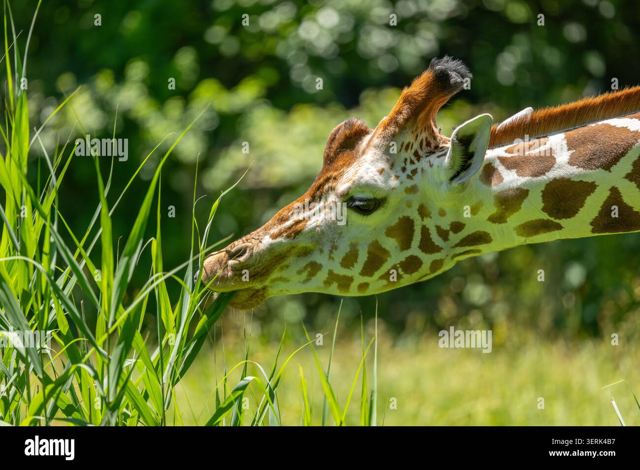 Rothschild giraffe Stockfoto