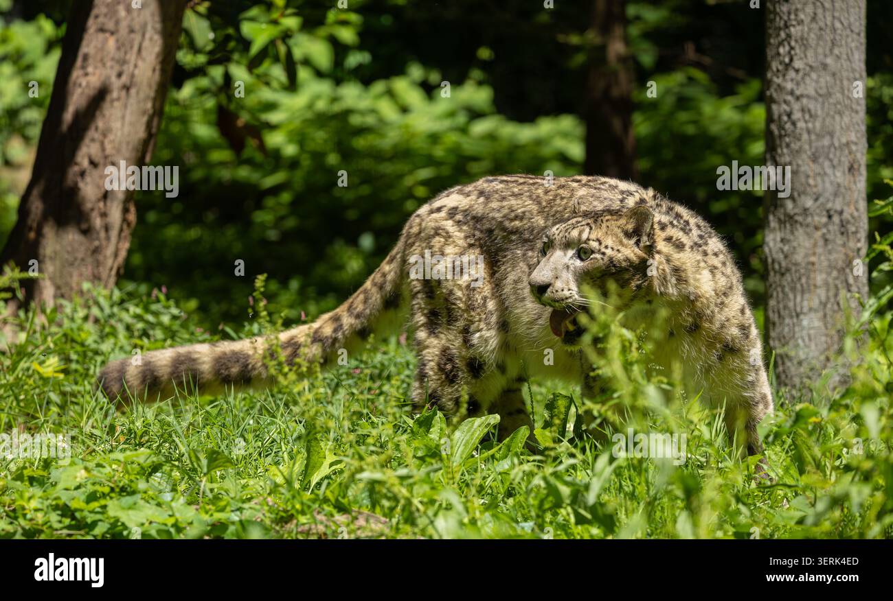 Schneeleopard in dichtem Laub. Bronx Zoo, New York. Stockfoto