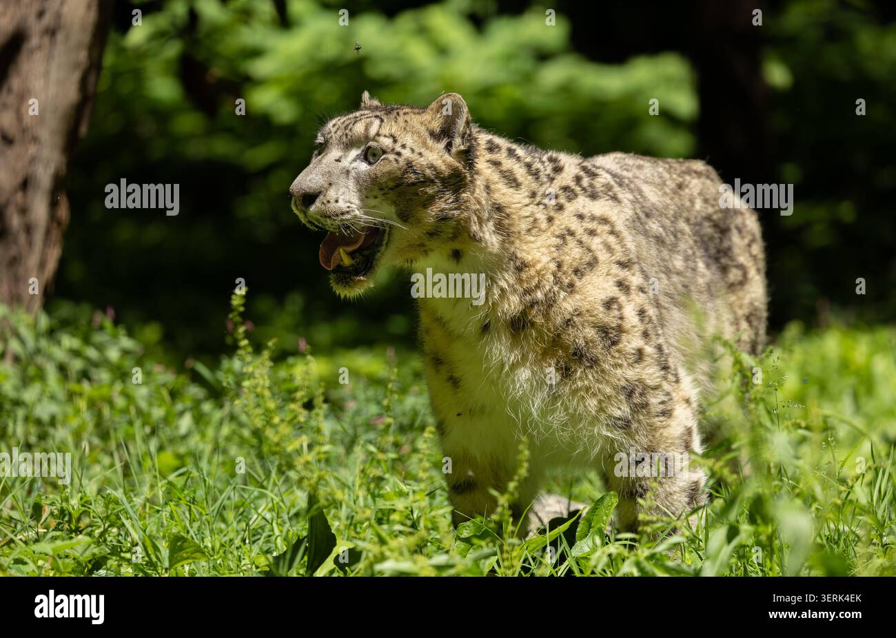Schneeleopard in dichtem Laub. Bronx Zoo, New York. Stockfoto
