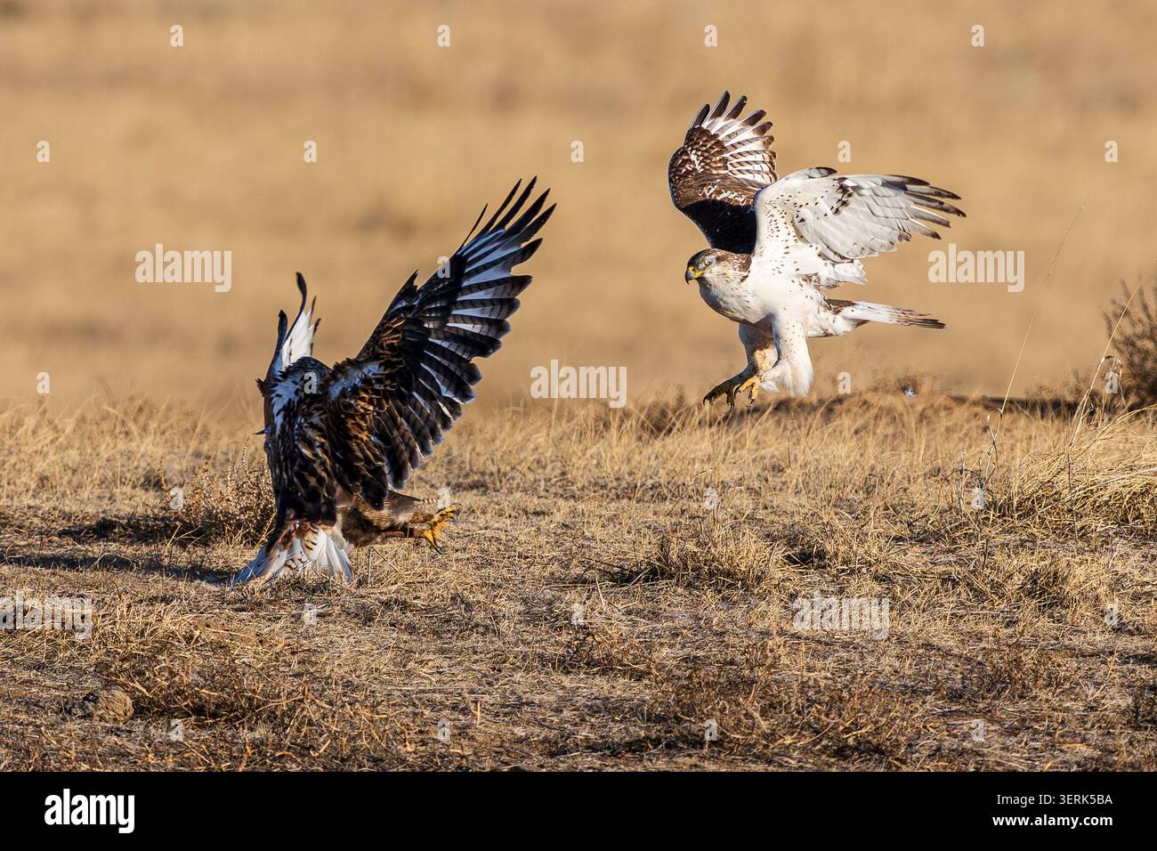 Ein eiserner Hawk landet bei einer Landung, um mit seinem Gefährten in einer Action-Szene im Rocky Mountain Arsenal Wildlife Refuge in Colorado zusammen zu kommen. Stockfoto