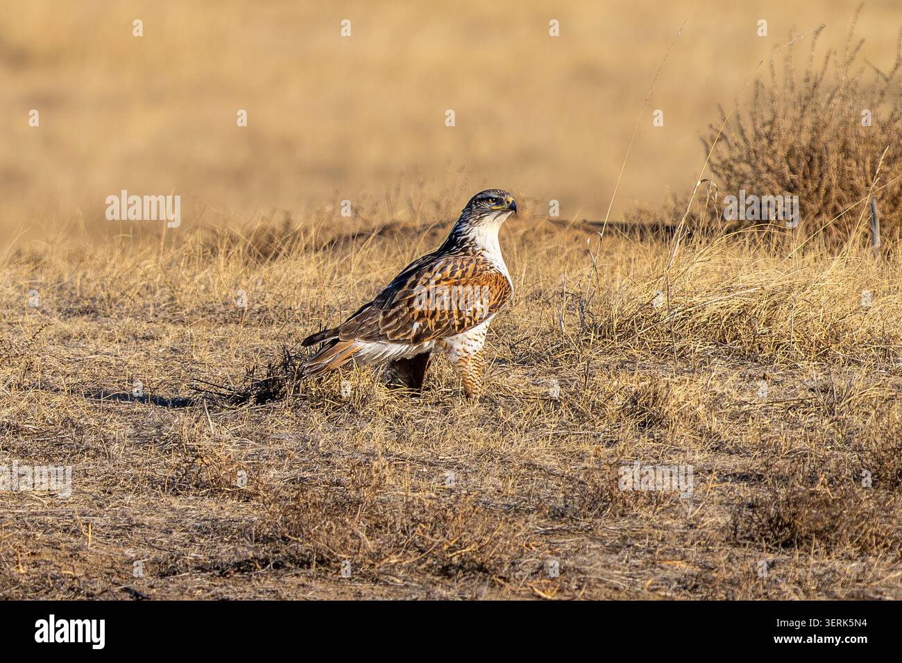 Ein Porträt eines wunderschönen fruchtbaren Falken der Sorte Light Morph, der in einem Präriefeld in Colorado sitzt. Stockfoto