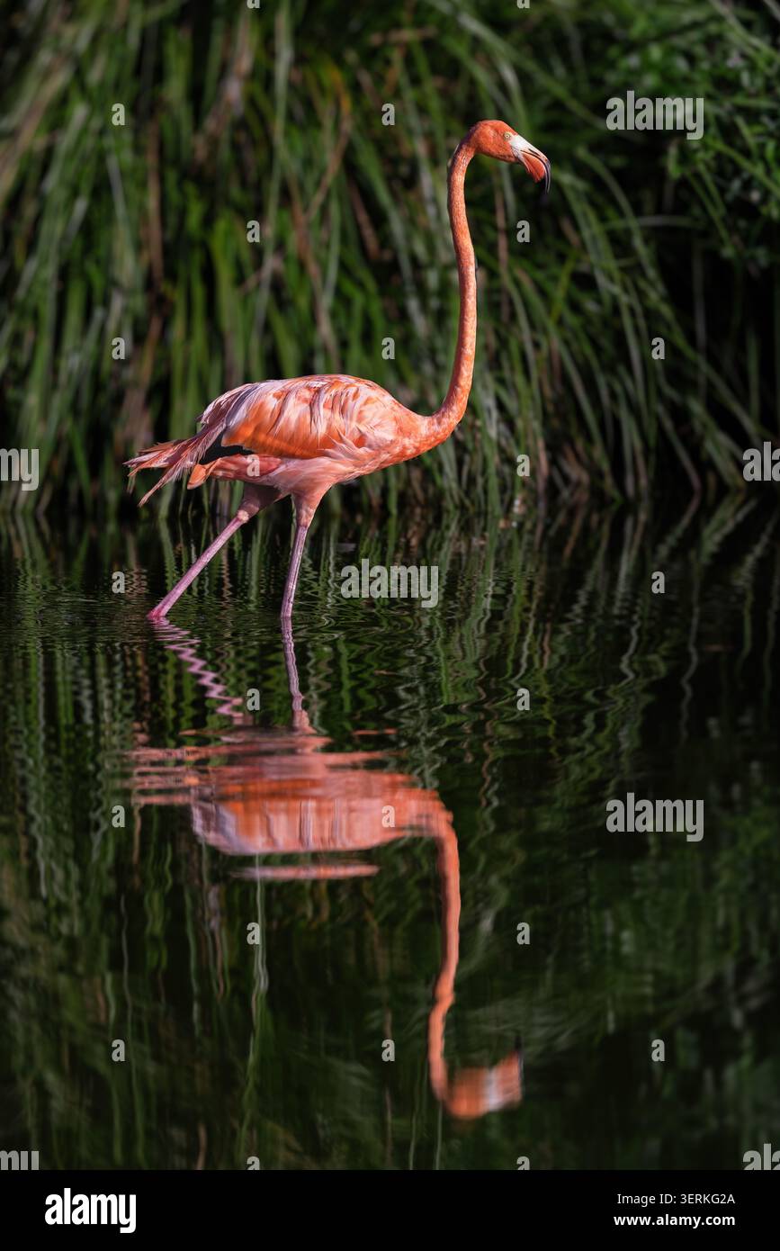 Vertikale Ansicht eines amerikanischen Flamingos, der im Wasser mit Reflexion in Punta Cana weht Stockfoto