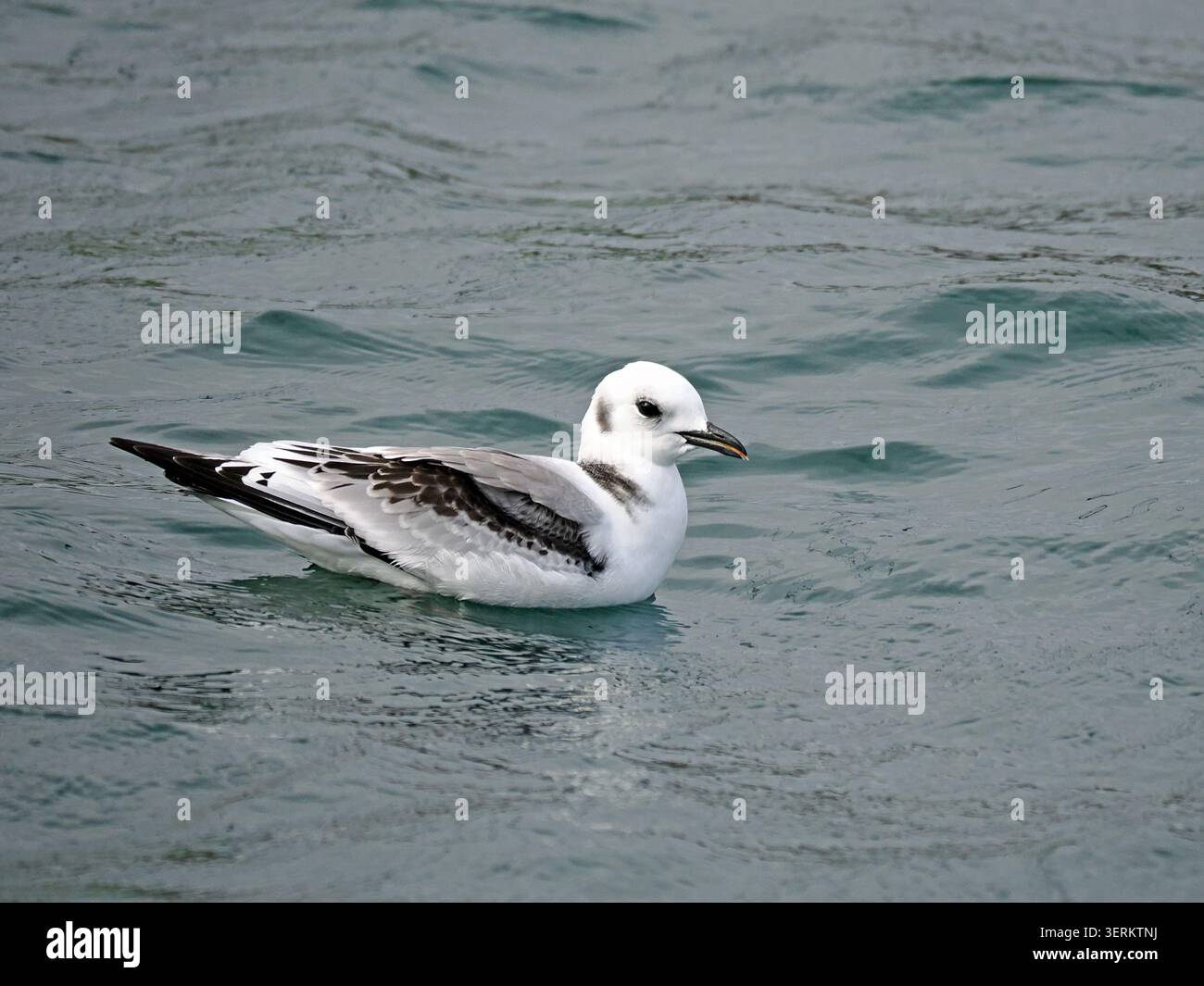 Juvenile Kittiwake (Rissa tridactyla) mit markantem schwarz-weißem Gefieder, schwimmen im plätschernden Wasser des Hafens von Lerwick, Shetland, Schottland, Großbritannien Stockfoto