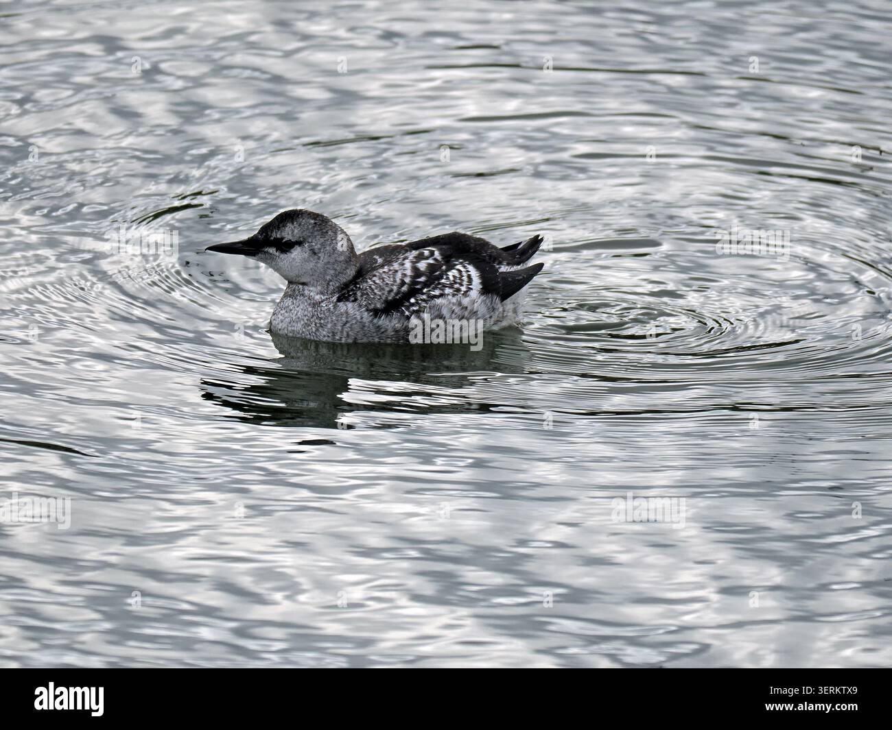 Juvenile Schwarze Guillemot (Cepphus grylle) mit schwarz-weißem Gefieder, die im plätschernden Wasser des Hafens von Lerwick, Shetland, Schottland, Vereinigtes Königreich schwimmen Stockfoto
