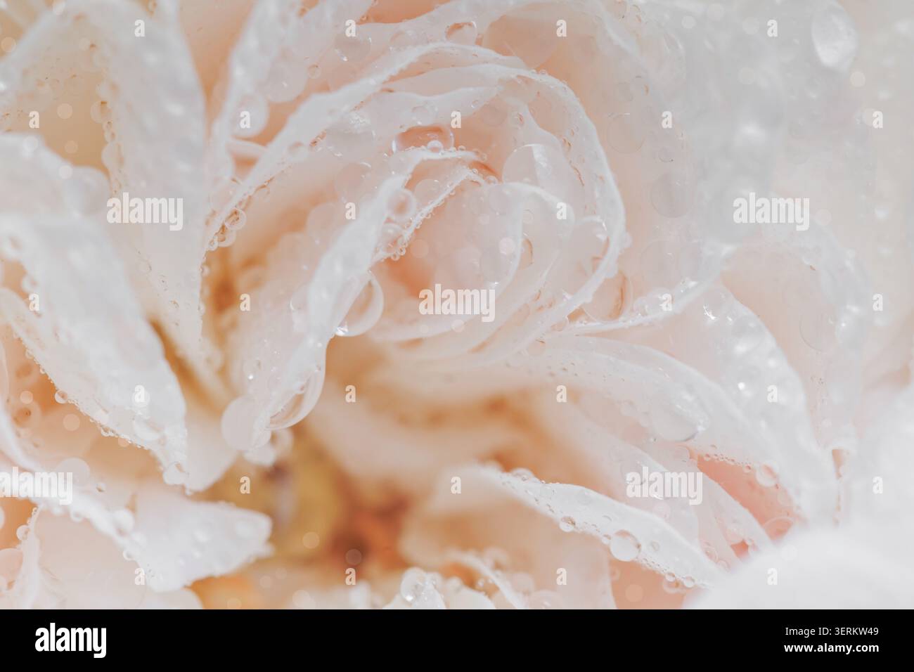 Zarte Weiße Rosenblüten Mit Wassertropfen Stockfoto