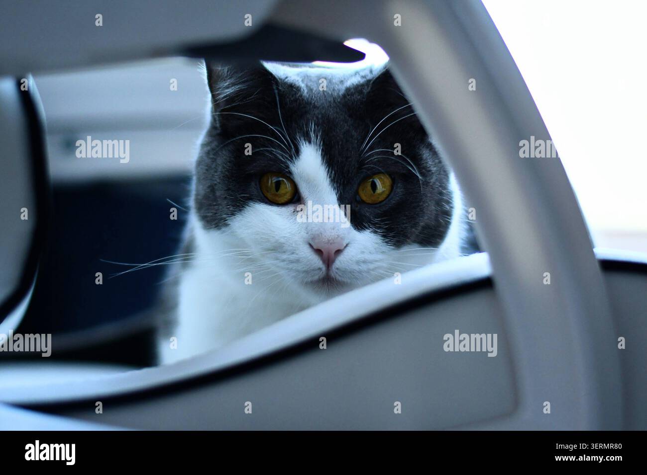 Britische kurzhaarige Katze sitzt auf Spielerstuhl Stockfoto