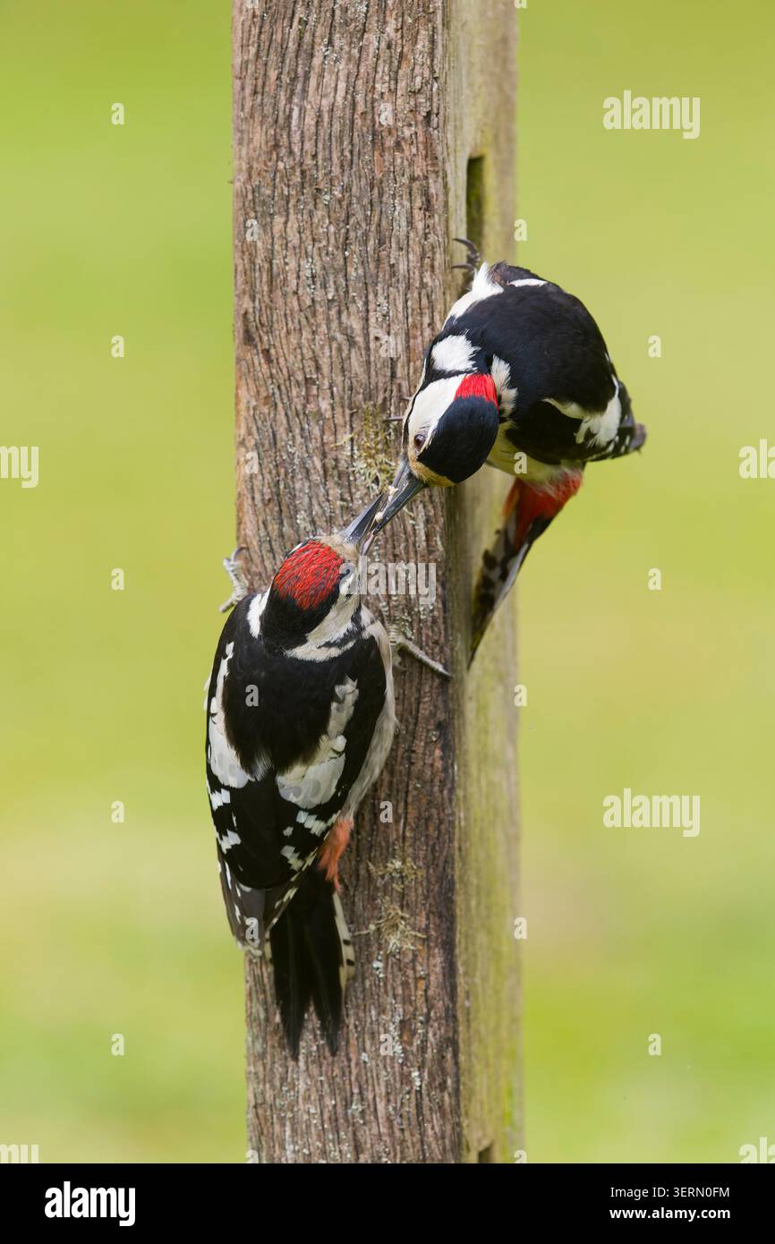 Großspecht Dendrocopos Major, Erwachsene männliche Fütterung Jungtiere, Suffolk, England, Juni Stockfoto