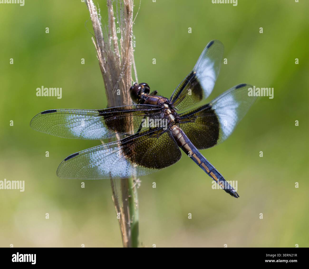 Witwe Skimmer Weibchen auf einem getrockneten Schilfstiel vor einem weichen grünen Wiesengrund. Foothills Nature Preserve, Santa Clara County, Kalifornien. Stockfoto