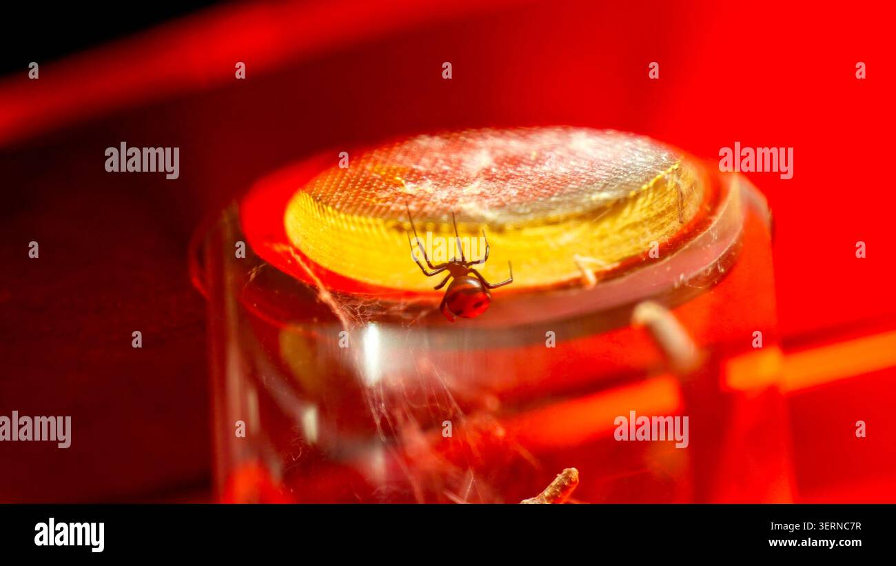 Schwarze Witwenspinne hängt unter gelbem Licht mit rotem Bauch Stockfoto