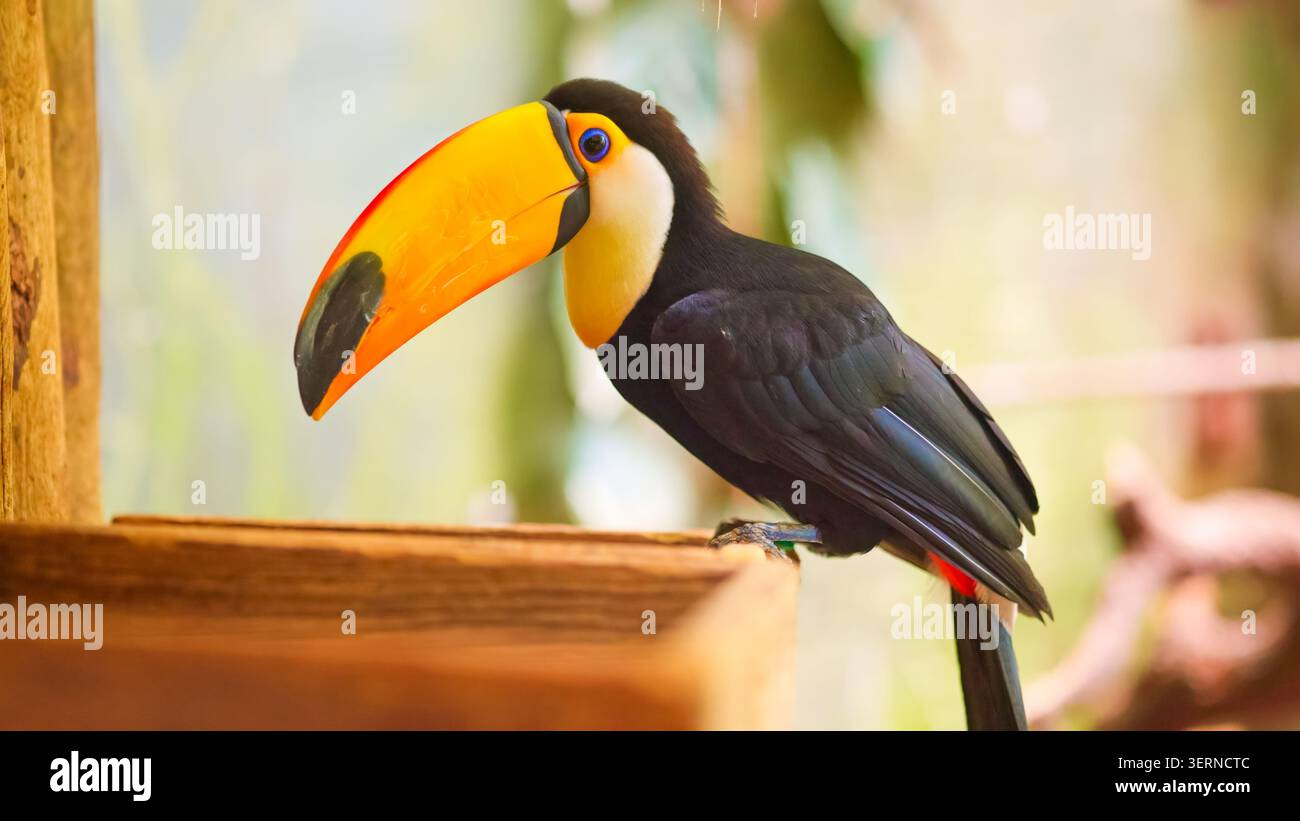 Toco Toucan sitzt und beobachtet tropische Vogelarten Stockfoto