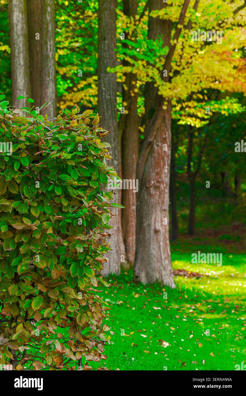 Eine üppig grüne Wiese im Sonnenlicht, umgeben von hohen Bäumen mit lebhaftem Laub, die eine ruhige natürliche Landschaft schaffen Stockfoto