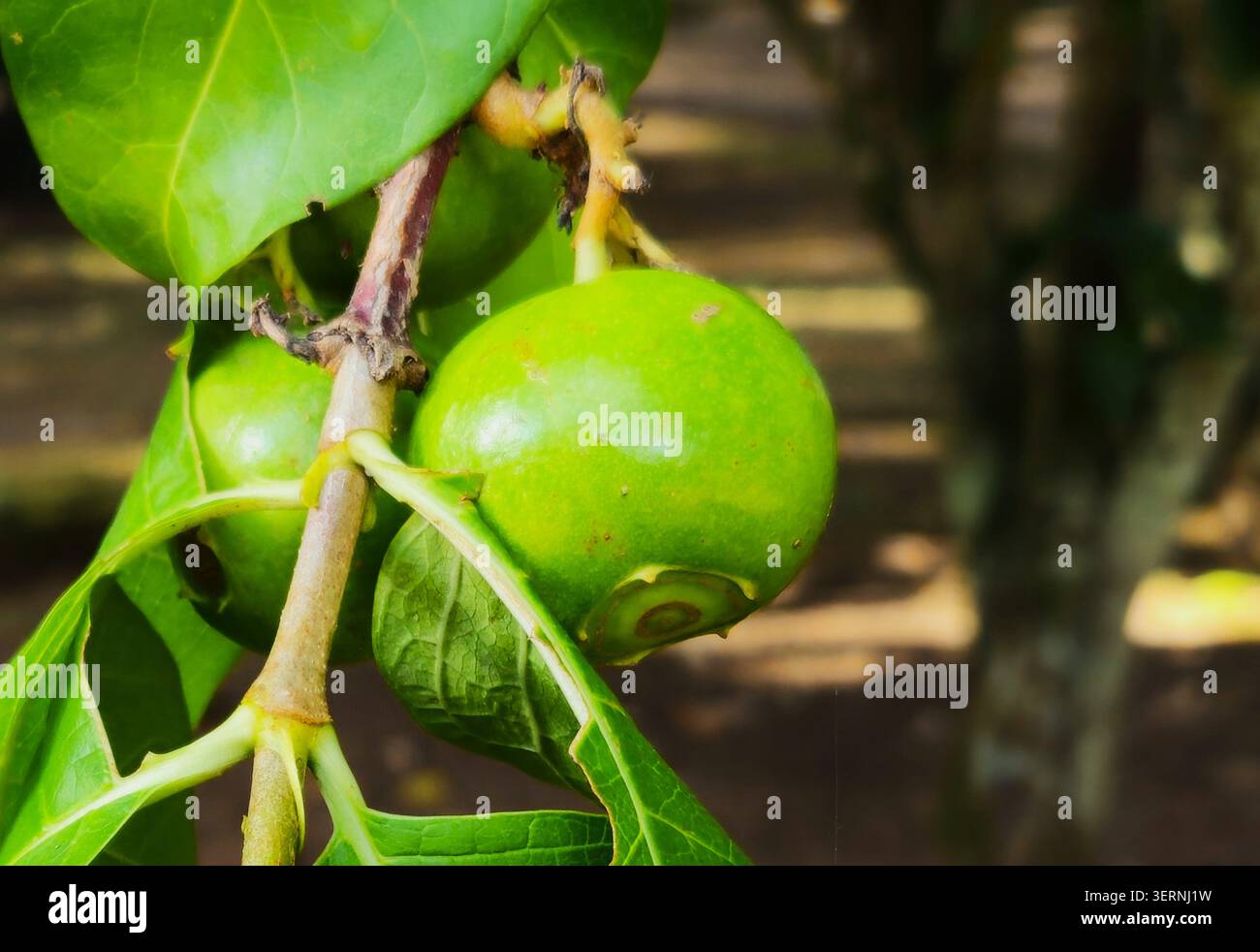Tropischer Sträucher (Meyna spinosa oder Strychnos potatoes) im Botanischen Garten Jardim Botânico, Rio de Janeiro, Brasilien - Smartphone-aufgenommenes Stockfoto