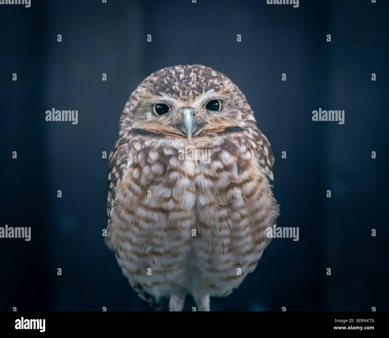 Grabungulle Athene cunicularia frontales Porträt, Gefangener Vogel, Großbritannien Stockfoto