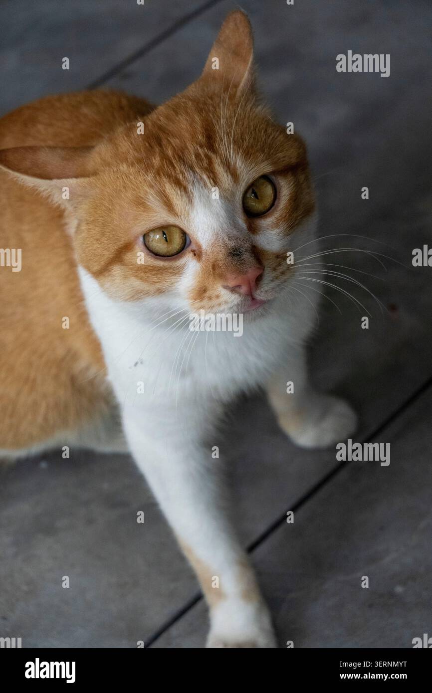 HAINING, CHINA - 7. JUNI 2026: Streunende Katze blickt von einem grauen Boden nach oben; eine Illustration der städtischen Marginalisierung und der Widerstandsfähigkeit inländischer Spezies Stockfoto