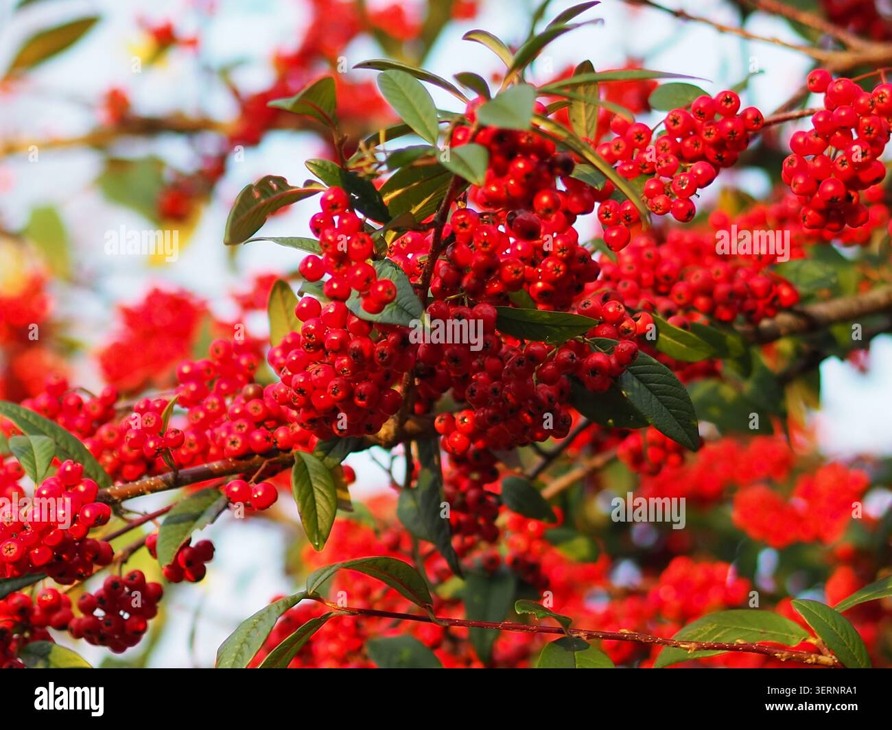 Cotoneaster „Cornubia“, ein kräftiger, halbimmergrüner Sträucher mit roten Beeren Stockfoto