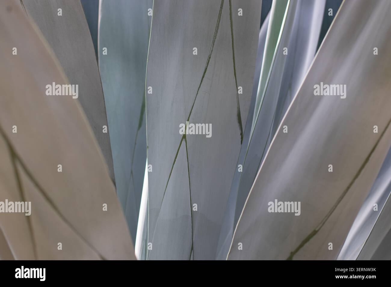 Abstrakter natürlicher Hintergrund, gebildet von Agavenblättern in gedeckten Grau-, Grün- und Blautönen. Klare Linien und subtile Farbübergänge schaffen ein minimalistisches B Stockfoto