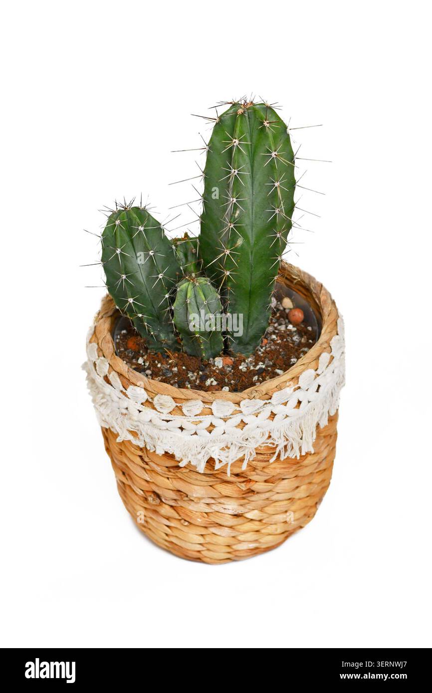 Polaskia Chichipe Sukkulenten Kaktuspflanze auf Boho-Art Korb Blumentopf auf weißem Hintergrund Stockfoto