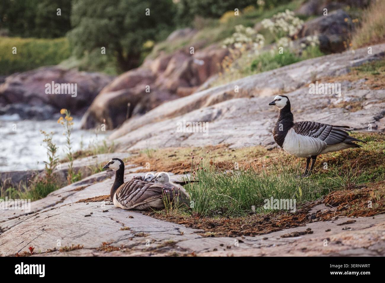 Barnacle Gans Familie mit Gänsen, die an felsigen Küsten in der Nähe des Wassers in natürlicher Umgebung ruhen Stockfoto
