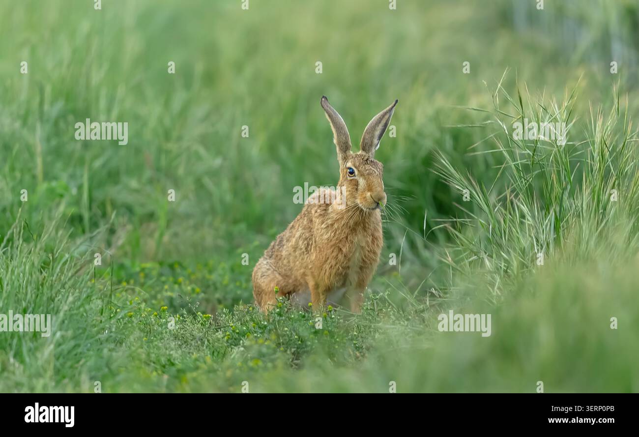 Wild Brown Hare, wissenschaftlicher Name: Lepus europaeus, sitzt wachsam in üppig grünem Gras und Sommervegetation in der Landschaft von North Yorkshire. Nach rechts i Stockfoto
