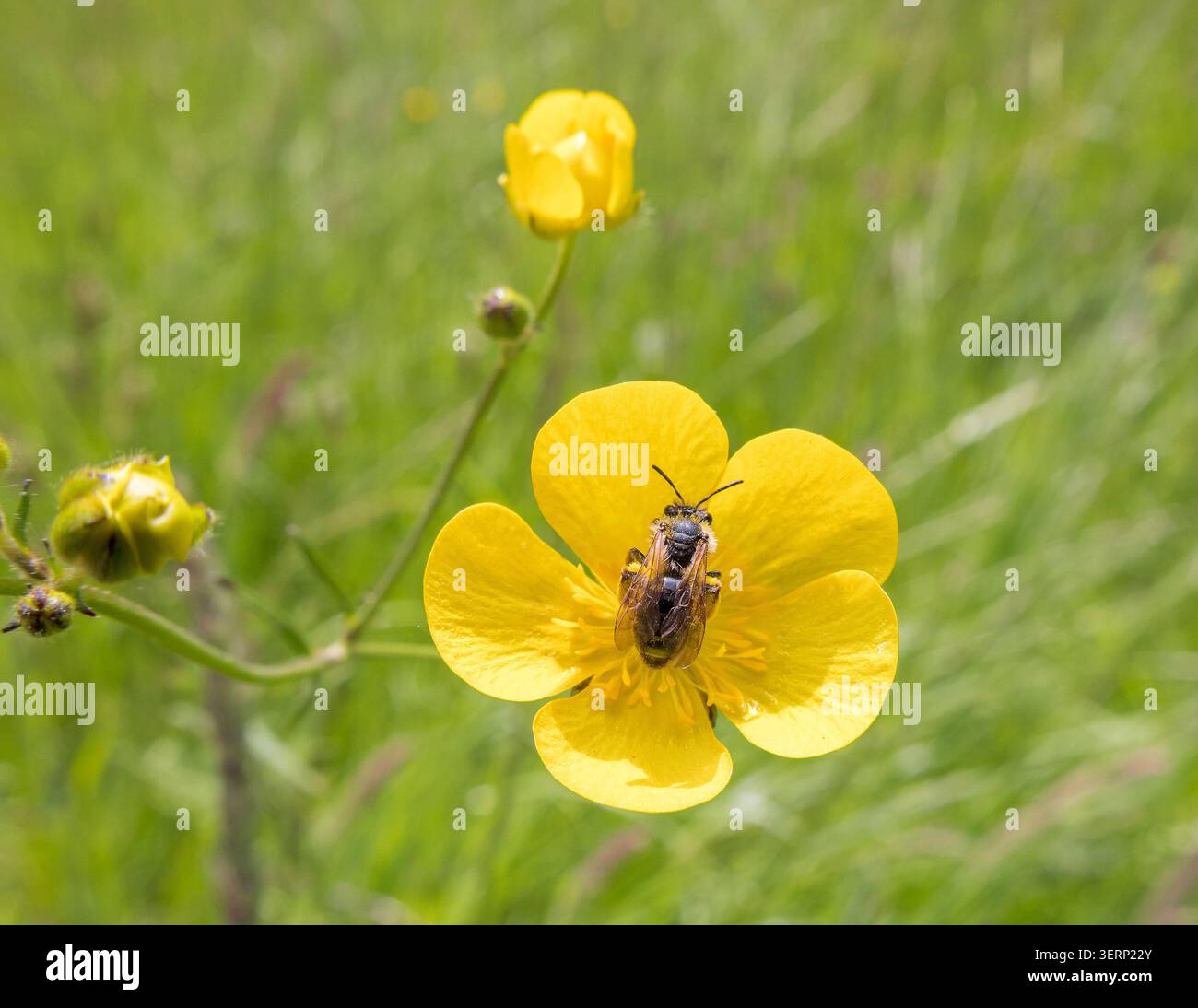 Kleine Biene sammelt Pollen von einer gelben Blume auf einer rauen Wiese, Somerset, Großbritannien Stockfoto