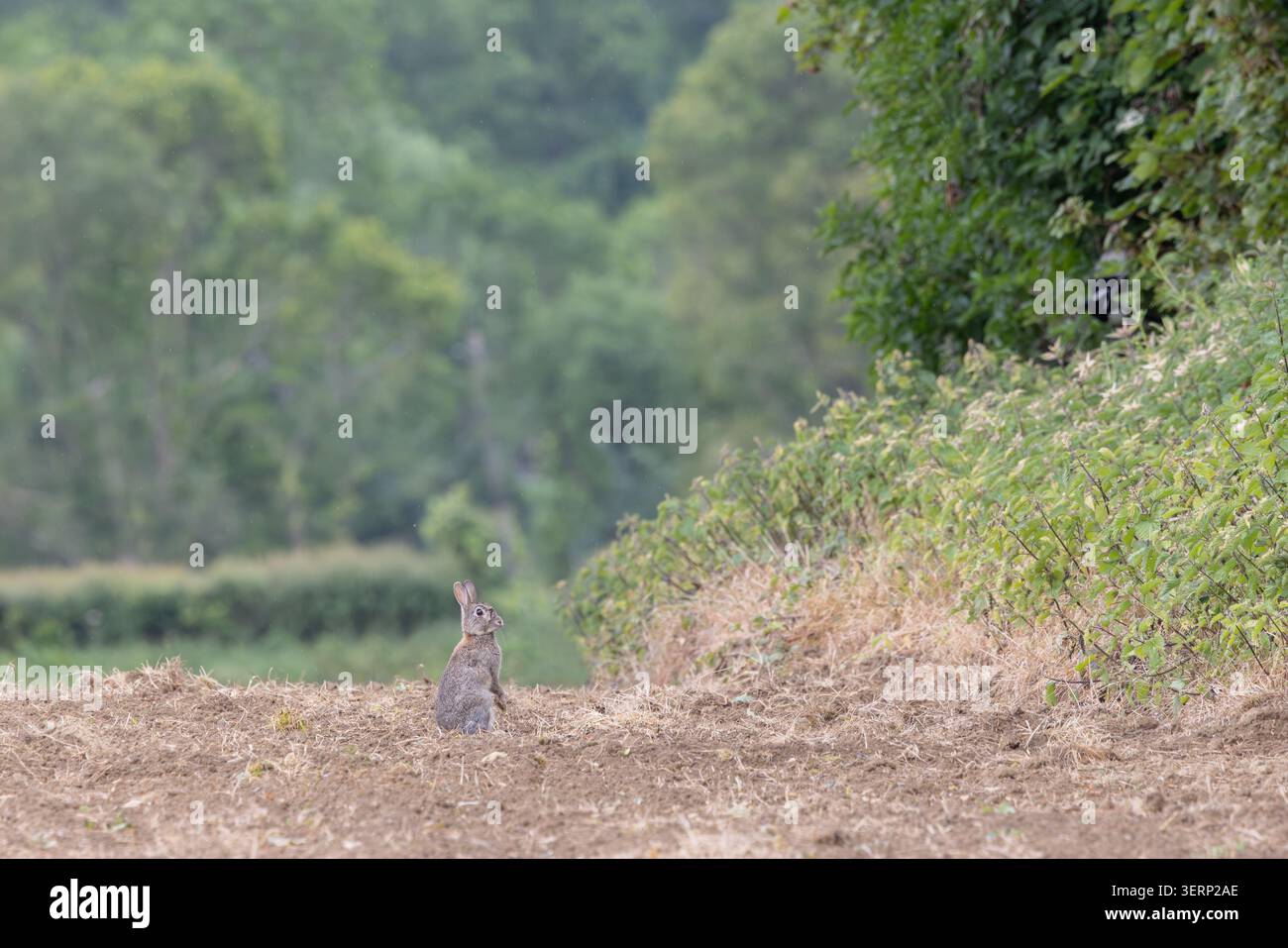 Wildes Kaninchen sitzt am Rande eines Feldes, Somerset, Großbritannien Stockfoto