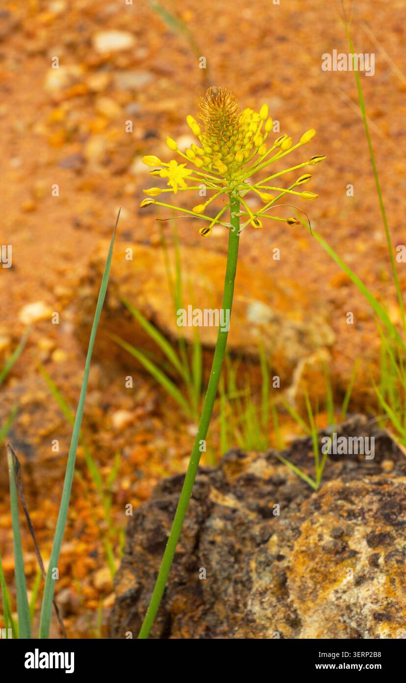 Die vielblütige Hypoxis ist eine hellgelbe krautige Blütepflanze. Sie bevorzugen nasse Böden, und ihre Knollen werden seit langem in Arzneimitteln verwendet Stockfoto