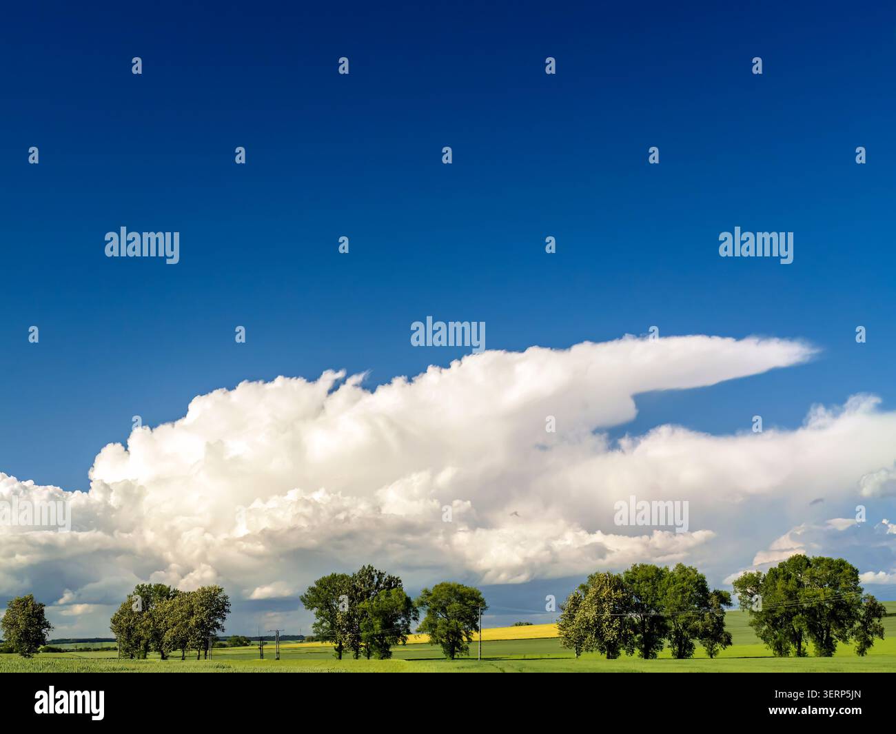 Dramatischer tiefblauer Himmel voller riesiger weißer Kumuluswolken über grünen Feldern, Bäumen und fernen gelben Pflanzen, Stockfoto